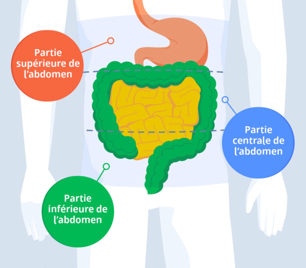 The abdomen split into 3 distinct areas: Upper abdomen, middle abdomen, lower abdomen